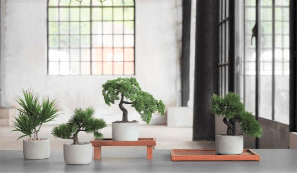 asa bonsai collection1.1