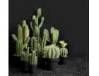 ASA Cactus Deco