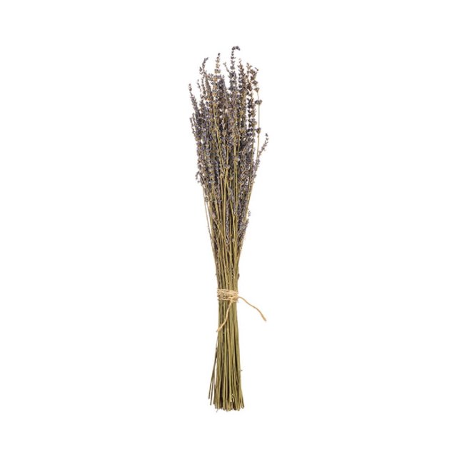 Αποξηραμένο άνθος 60cm Asa Lavender lilac